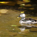 Cotton Pygmy-Goose - Photo (c) Kevin, some rights reserved (CC BY-NC-ND)
