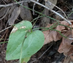 Smilax californica