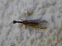 Dichrostigma flavipes