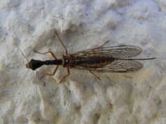 Dichrostigma flavipes