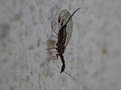 Dichrostigma flavipes