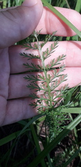 Achillea millefolium
