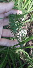 Achillea millefolium