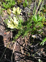 Oxytropis evenorum