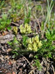 Oxytropis evenorum