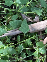 Chenopodium trigonon stellulatum