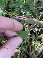 Chenopodium trigonon stellulatum