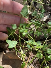 Chenopodium trigonon stellulatum