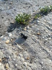 Dorcus parallelipipedus