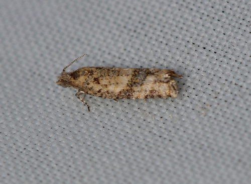 Isochorista chaodes · iNaturalist