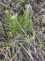 Vernonia lindheimeri