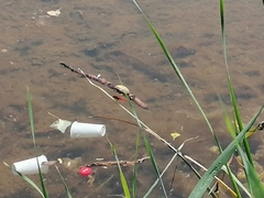 Crocothemis erythraea