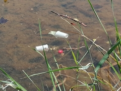 Crocothemis erythraea