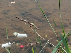 Crocothemis erythraea