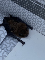 Pipistrellus
