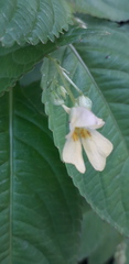 Impatiens parviflora