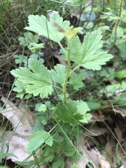 Ribes hirtellum