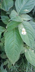 Impatiens parviflora