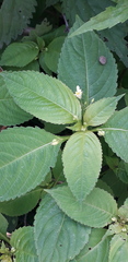 Impatiens parviflora