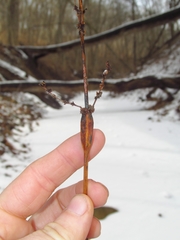 Neolasioptera boehmeriae