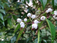 Syzygium zeylanicum