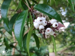 Syzygium zeylanicum