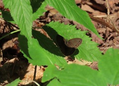 Megisto cymela cymela