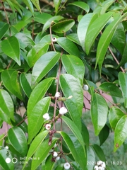 Syzygium zeylanicum