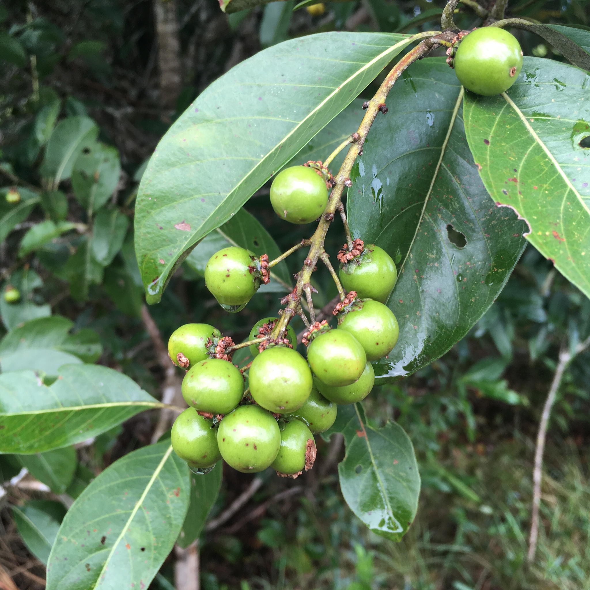 Byrsonima crassifolia
