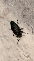 Buprestinae