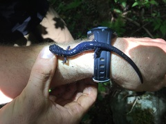 Plethodon teyahalee