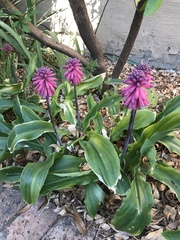Veltheimia