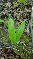 Clintonia borealis