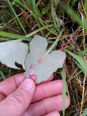Puccinia poarum
