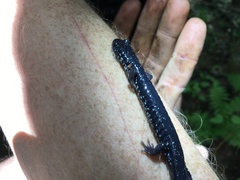 Plethodon teyahalee