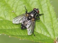 Rhinomorinia sarcophagina