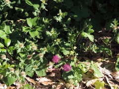 Centaurea sphaerocephala