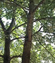Populus alba