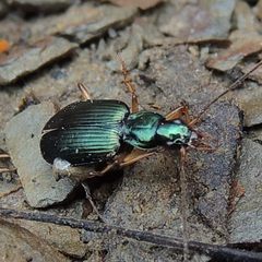Agonum extensicolle