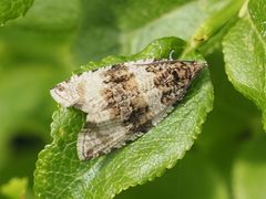 Syricoris