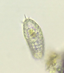 Colepidae
