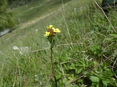 Erysimum virgatum
