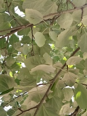 Populus alba