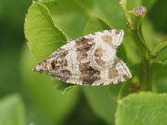 Syricoris