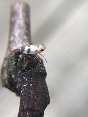 Anoscopus serratulae