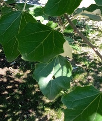 Populus alba