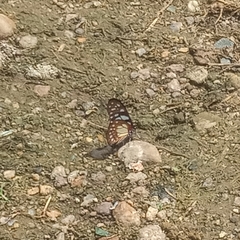 Graphium leonidas leonidas