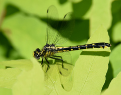 Hylogomphus abbreviatus