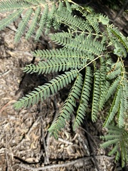 Acacia glaucocarpa