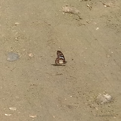 Graphium leonidas leonidas